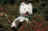 WESTIE 295